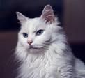 angora turceasca angora turceasca