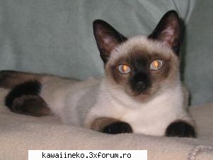 :uimit: despre siameza