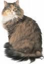 Maine coon - Roni - Maine coon