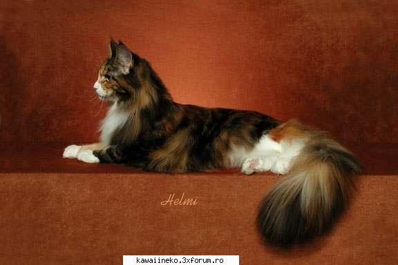Maine coon - Eclair - Maine coon
