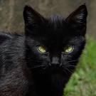 pisica neagra pisica comuna