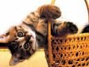 cat :nebun: pisica comuna