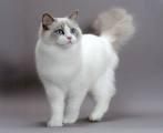 Ragdoll - Roni - Ragdoll