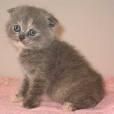 scottish fold :nod: scottish fold
