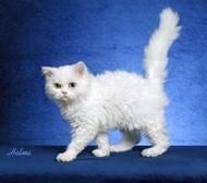 Selkirk rex - Roni - Selkirk rex